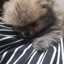 Pomeranian Puppies from Rebecca Mendoza