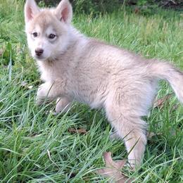 Cally - female Native American Indian Dog puppy in Glade Hill, Virginia from Indian Valley Kennels