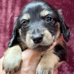 Josie - Victory (White Band) - Black and cream female Dachshund puppy in Raleigh, North Carolina from McLovin Doxies