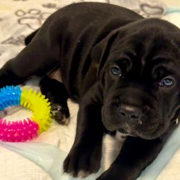 Green collar - Black female Cane Corso puppy in Gilbert, South Carolina from Sicuro Cane Corso LLC