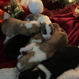 American Corgi Puppies from Coopers Korner