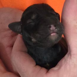 Kat - Salt and pepper female Miniature Schnauzer puppy in Elgin, Iowa from Firefly Stables