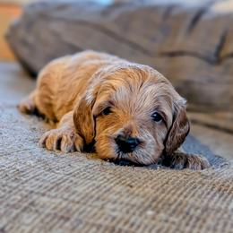 Boy 5 - male Cavapoo puppy in Almira, Washington from Cavapoo Cuddles