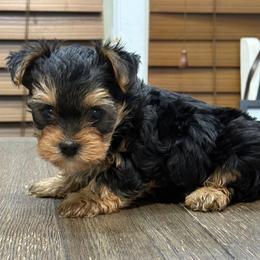Rory - Black and tan male Yorkipoo puppy in Lebanon, Kentucky from Mosaic Merle Doodles