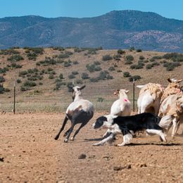 Border Collies from Fásach Border Collies