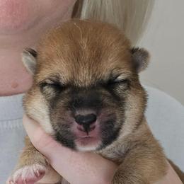 Rei - Red female Shiba Inu puppy in Marianna, Florida from Diwasou