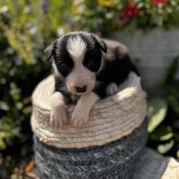 Girl 4 Black and White with Collar - Black and white female Border Collie puppy in Minden, Iowa from Rocking N Registered Border Collies & Labradors