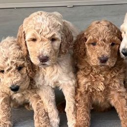 Goldendoodles and Poodles from TimberHills Farm