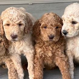 Goldendoodles and Poodles from TimberHills Farm