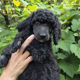 Jupiter - Phantom male Poodle puppy in New York from Powder Puff Poodles