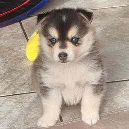 Axl - Black and white male Pomsky puppy in Marshall, Minnesota from Miles of Smiles Pomskies