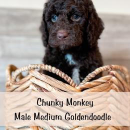Spot 4 - Chocolate male Goldendoodle puppy in Redmond, Oregon from Bourbon and Lace Doodles