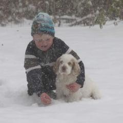 Clumber Spaniel and Irish Red and White Setter Puppies from NyaStar & Chequamegon