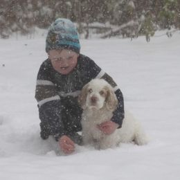 Clumber Spaniel and Irish Red and White Setter Puppies from NyaStar & Chequamegon