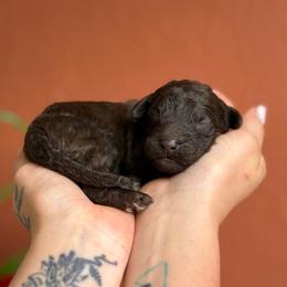 June Bug - Brown male Poodle puppy in Midwest City, Oklahoma from Strawberry Hill Puppy Patch