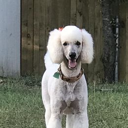 Goldendoodles and Poodles from Posh Poodles and Doodles