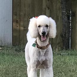 Goldendoodles and Poodles from Posh Poodles and Doodles