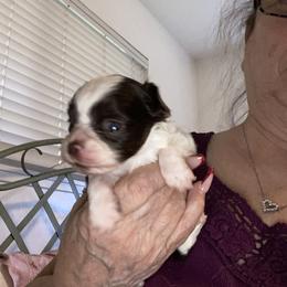 Tilly - Chocolate and white female Chihuahua puppy in Red Bluff, California from Aye Chihuahua