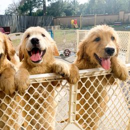 Golden Retriever Puppies from Salty Goldens