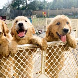 Golden Retriever Puppies from Salty Goldens