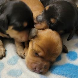 Dachshund Puppies from CLARK'S BREEDING PROGRAM