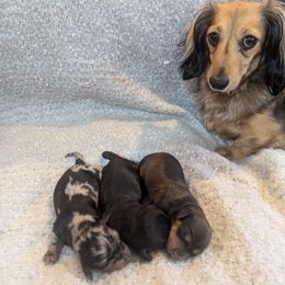 Dachshund Puppies from Sesame Doxies