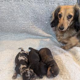 Dachshund Puppies from Sesame Doxies