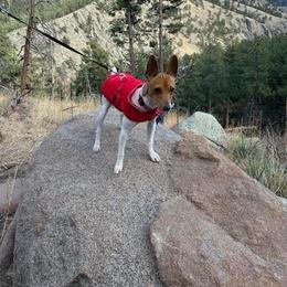Toy Fox Terrier All Grown Up from Carr's Edition Toy Fox Terriers