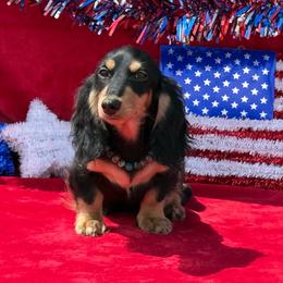 April - Black and cream female Dachshund puppy in Lincoln, Arkansas from Red Dirt Dachshunds