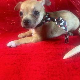 Rombus - Cream and white male Chihuahua puppy in Polo, Missouri from Blue Tails Farm