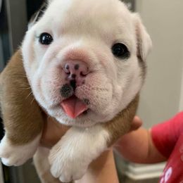 Bulldog Puppies from Simpkins' Southern Bulldogs
