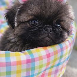 Dark blue collar - Gray sable male Pekingese puppy in Conroe, Texas from SFLK