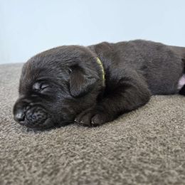 Green - Black Labrador Retriever puppy in Meadville, Pennsylvania from Condition 1 Retrievers