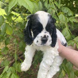 Cocker Spaniel Puppies from Mable meadows Cockers