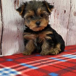 Rubie - Blue and gold female Yorkshire Terrier puppy in Monticello, Iowa from Ashley’s Puppies