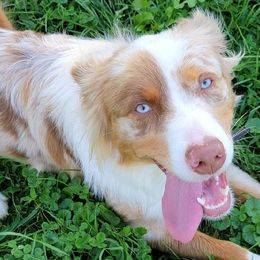 Australian Shepherds from Addie's Aussies