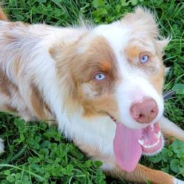 Australian Shepherds from Addie's Aussies