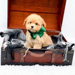 Tucker - Red male Bernedoodle puppy in North Carolina from NC Doodle Puppies