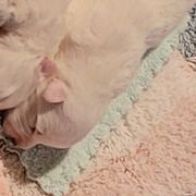Girl 1 (Smallest) - White female Japanese Spitz puppy in Littleton, Colorado from Japanese Spitz
