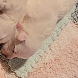 Girl 1 (Smallest) - White female Japanese Spitz puppy in Littleton, Colorado from Japanese Spitz
