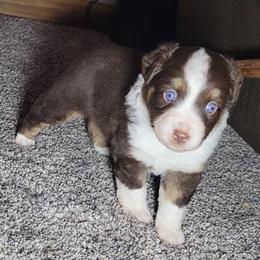 Valentino - Red tri male Miniature Australian Shepherd puppy in Sunbury, Pennsylvania from Elemental Mini Aussies