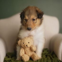 Balenciaga - Sable and white male Collie puppy in Huffville, Virginia from Blackberry Hills Cattle dogs and Collies