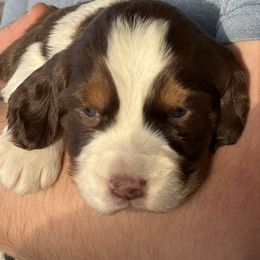 English Springer Spaniel Puppies from Klark English Springer Spaniels