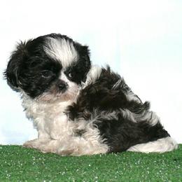 Girl 1 - female Shih Tzu puppy in Wild Rose, Wisconsin from Sorenson's Shih-tzus