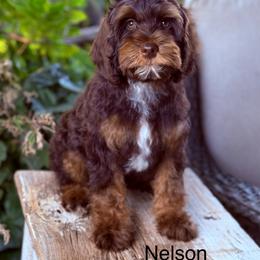Nelson - Chocolate male Australian Labradoodle puppy in Anderson, California from Shaggy Doodles