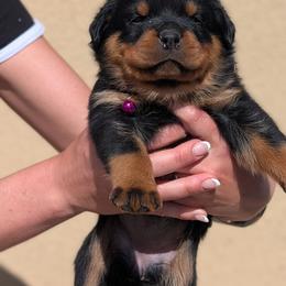 Maroon - Black and mahogany female Rottweiler puppy in Oroville, California from Von Brennan kennels
