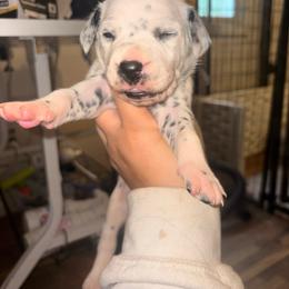 Girl 3 - White and black female Dalmatian puppy in Toledo, Ohio from Exquisite Dalmatians & Standard Poodles