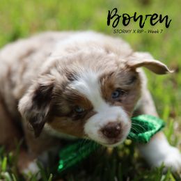 Australian Shepherd, Miniature American Shepherd, Miniature Australian Shepherd, and Toy Australian Shepherd Puppies from TK Standard, Mini, & Toy Aussies