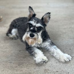 Swayze - Miniature Schnauzer