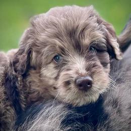 Lady Harriett - Chocolate female Assorted Doodle Crosses puppy in Kansas City, Missouri from Beary GoldenDoodles